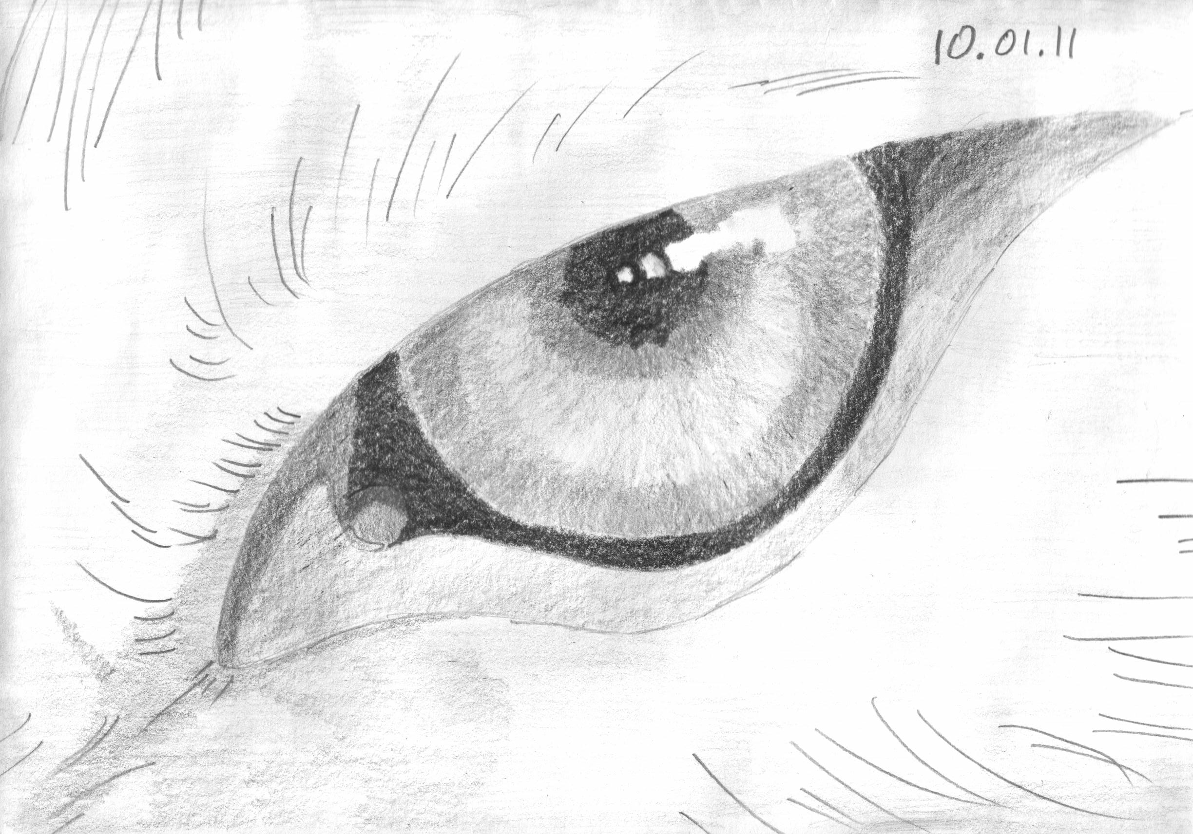 Глаза волка карандашом
