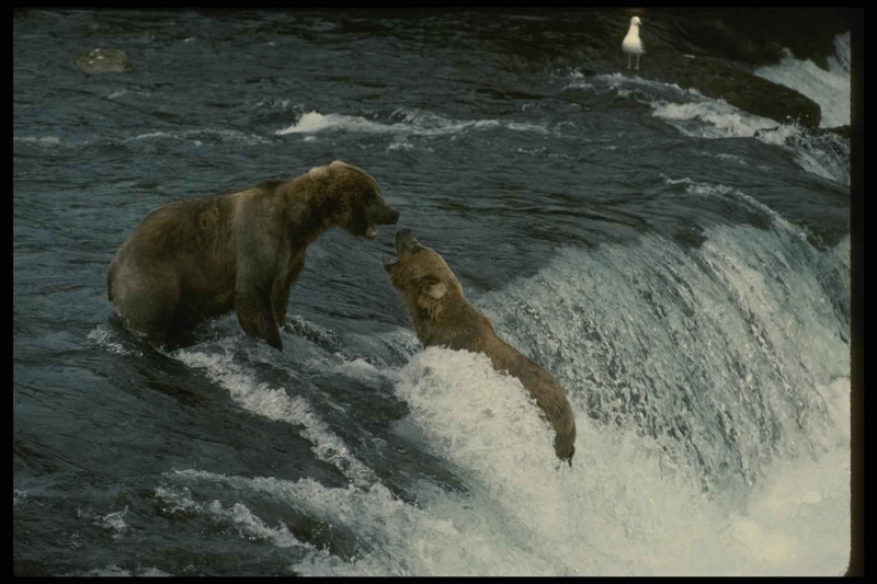 Медведь купается. Медведь плавает. Медведь моется. Медвежонок купается.