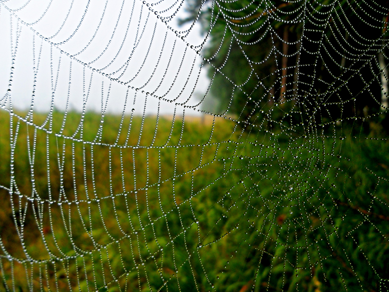 Фото паутины рисунок