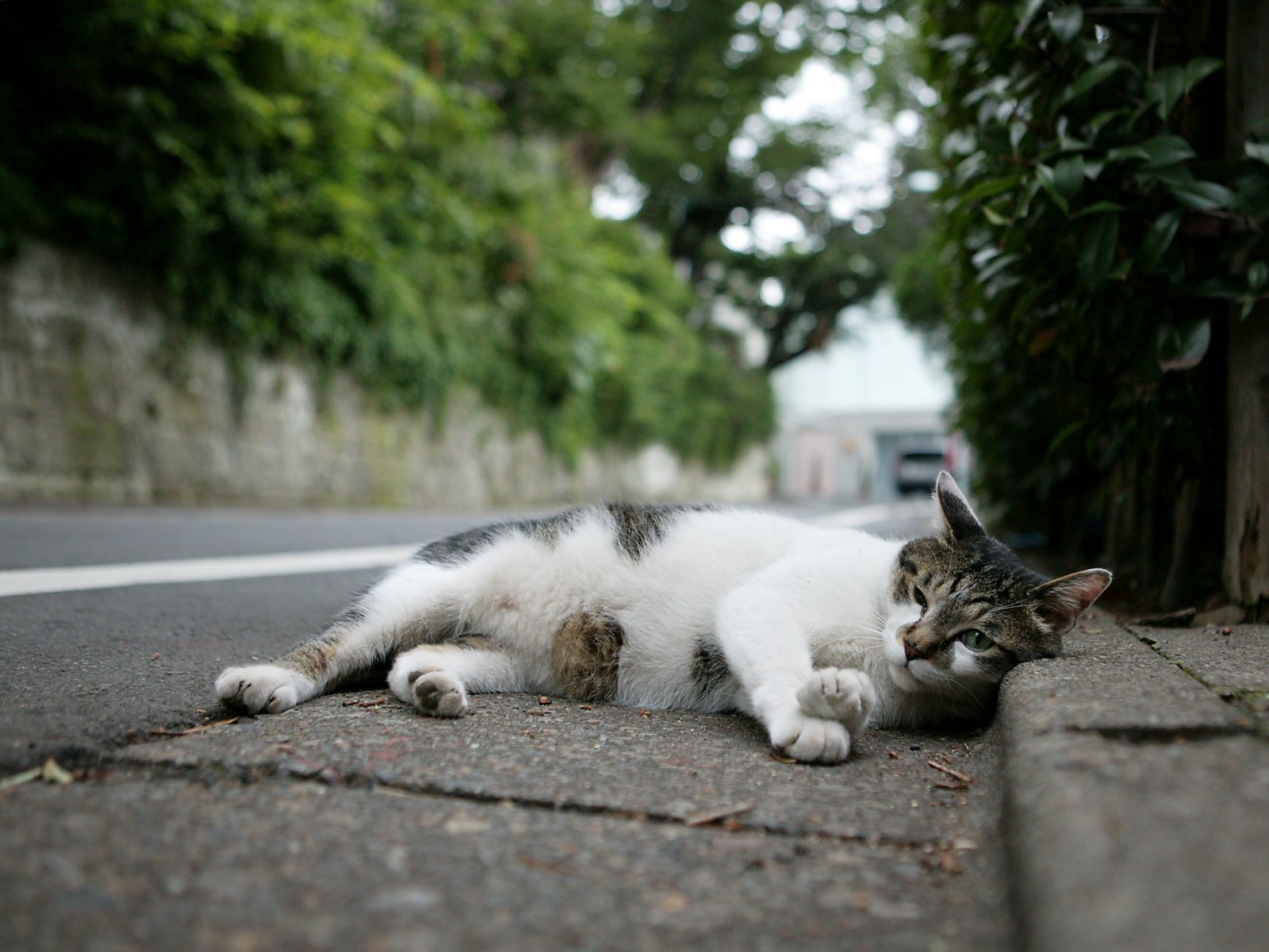Домашний кот на улице