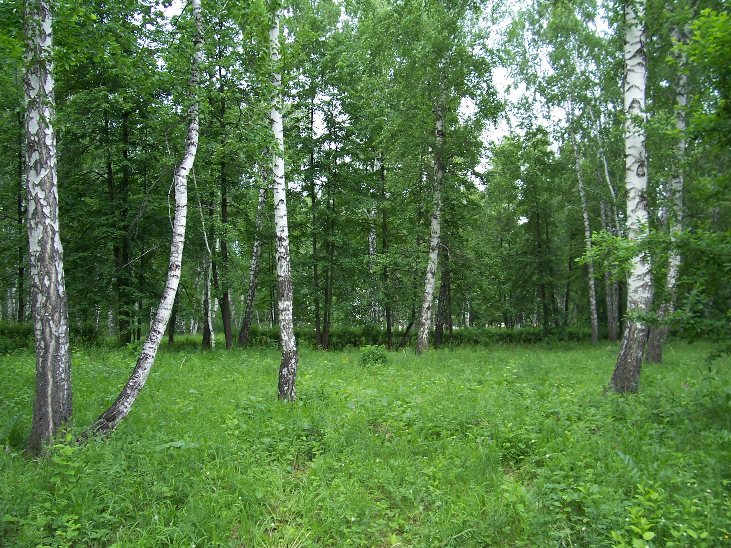 Лесной фонд Пластовского района
