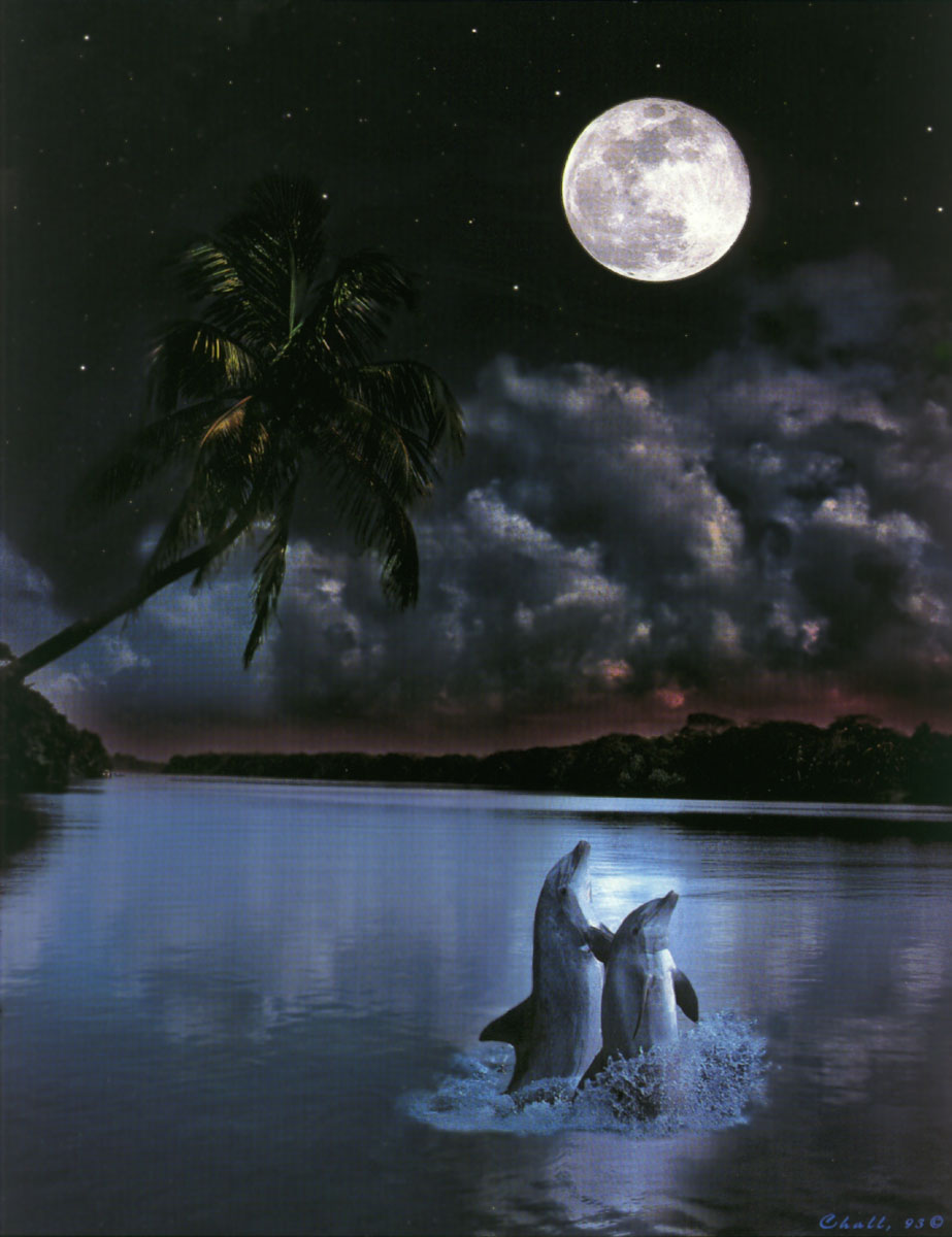 Луна дельфины слушать. Ночное море. Дельфины в лунном свете. Лунный свет картина. Дельфины ночью.