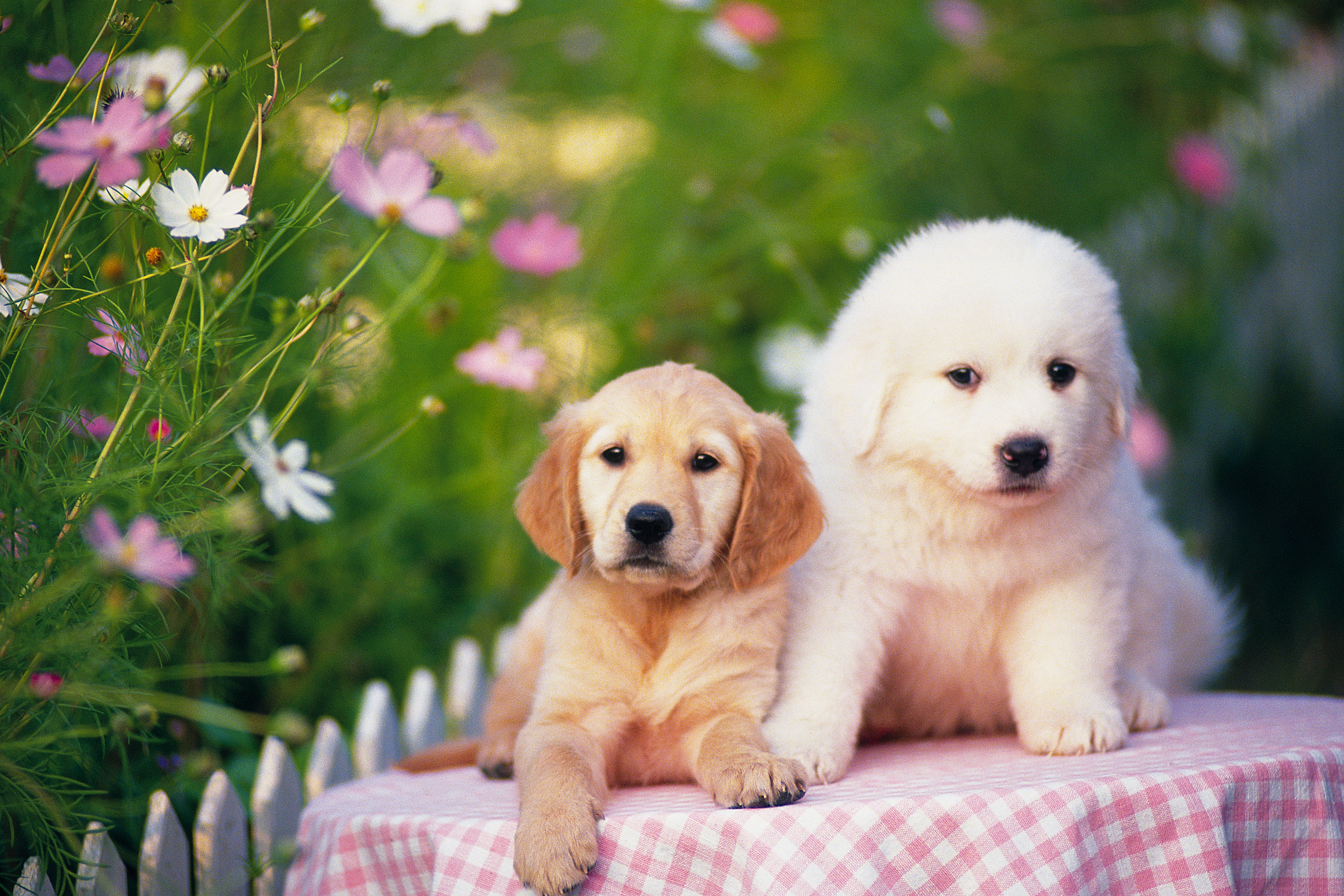 Картинки с собаками красивые. Красивые собаки. Красивые щенки. Домашние животные. Милые собаки.