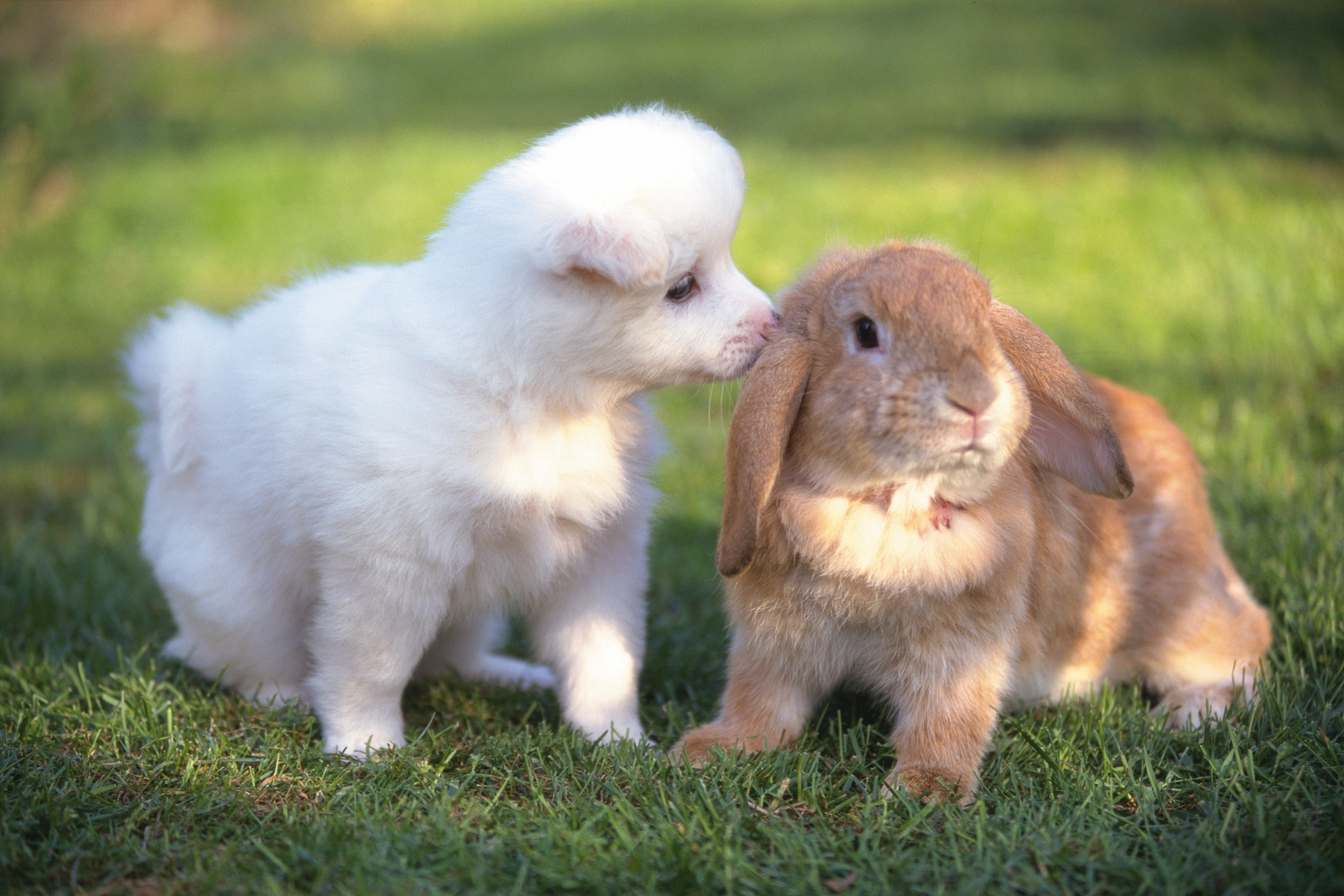 Любящее животное. Милые домашние животные. Кролик и собака. Милый кролик. Крольчата.