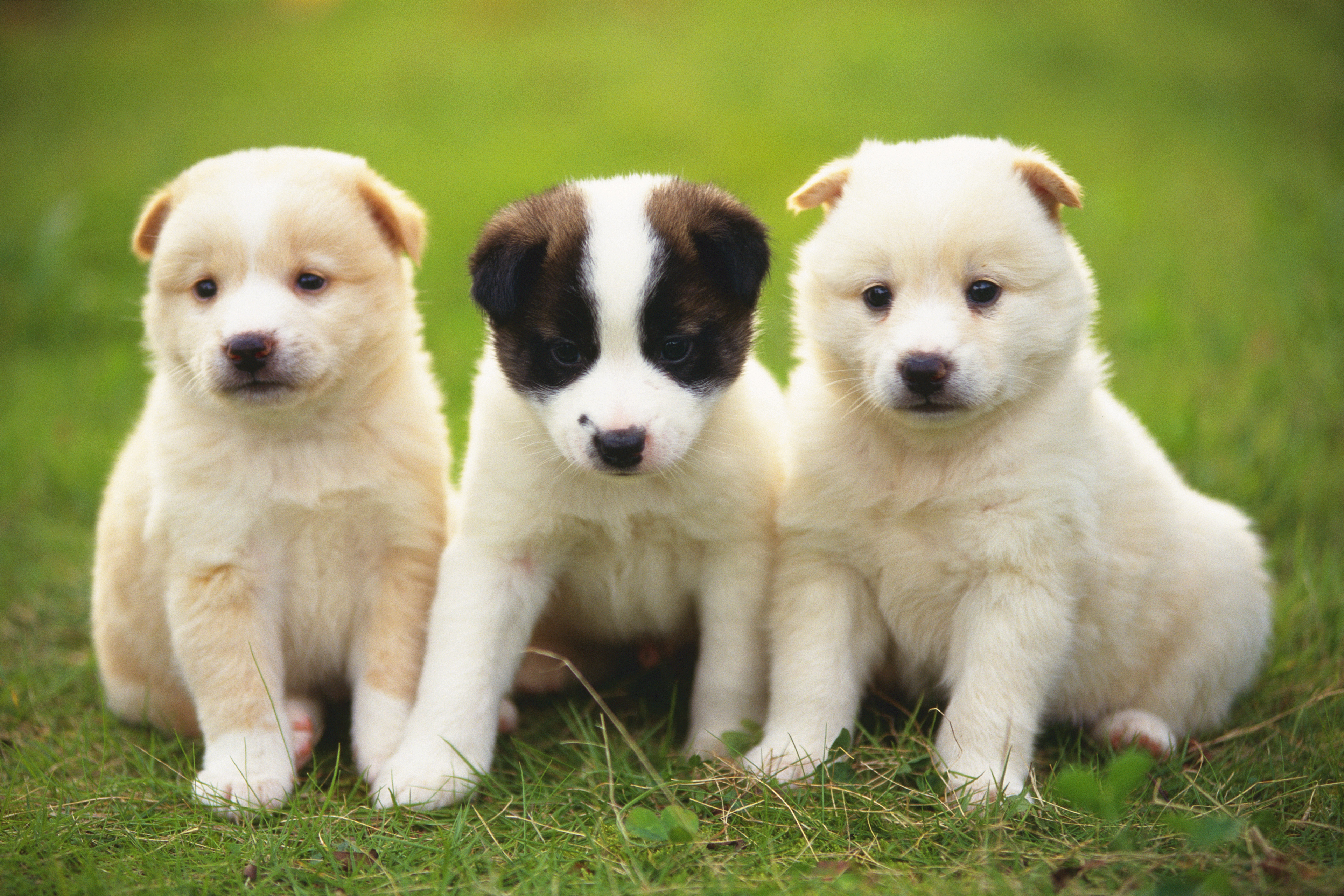 3 animals dogs. Красивые щенки. Красивые собаки. Породы щенков. Картинки щенков.