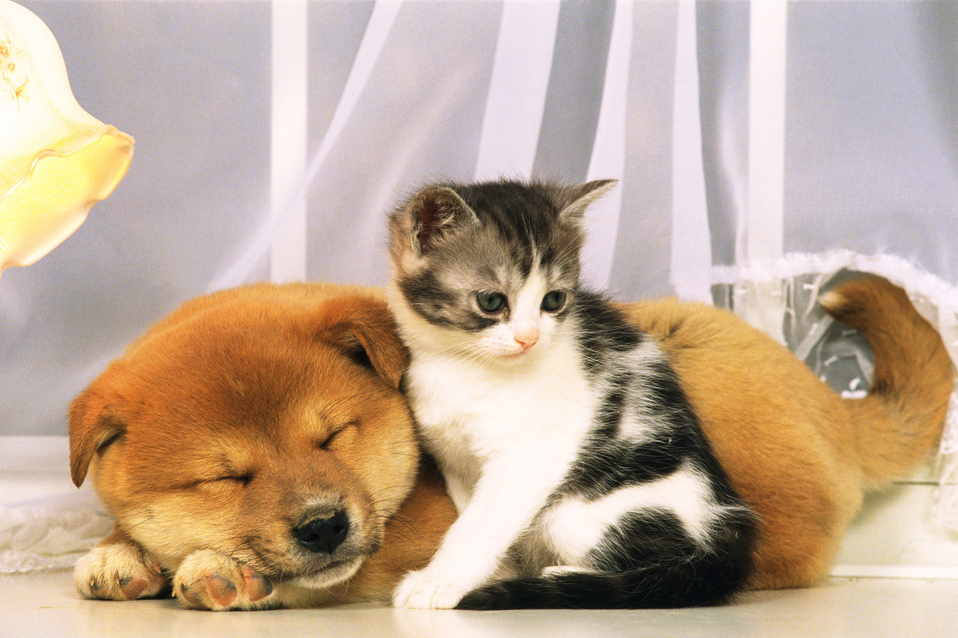 Кошечки собачки мир
