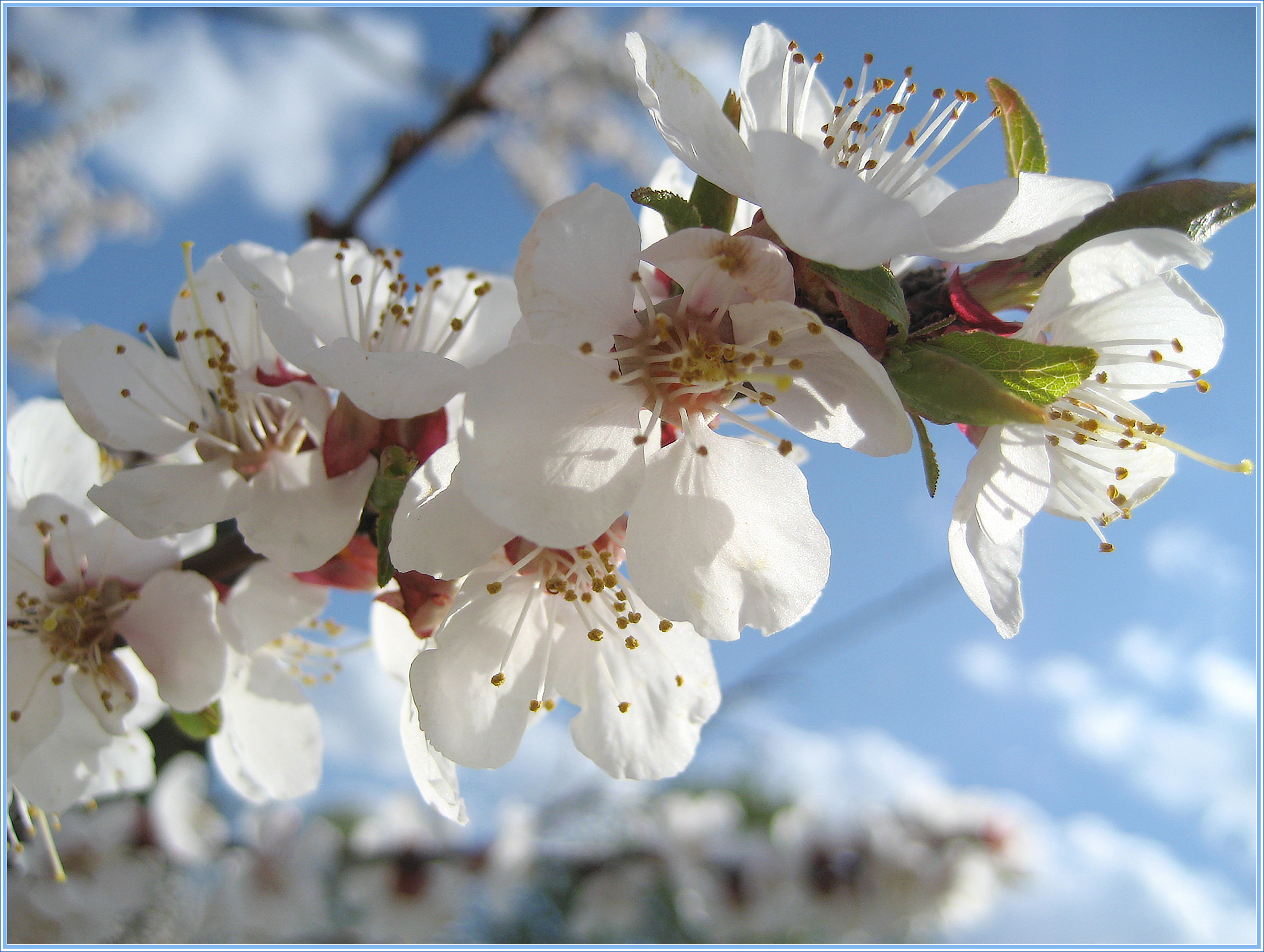 Big sakura. Blossom цветы Волгоград.