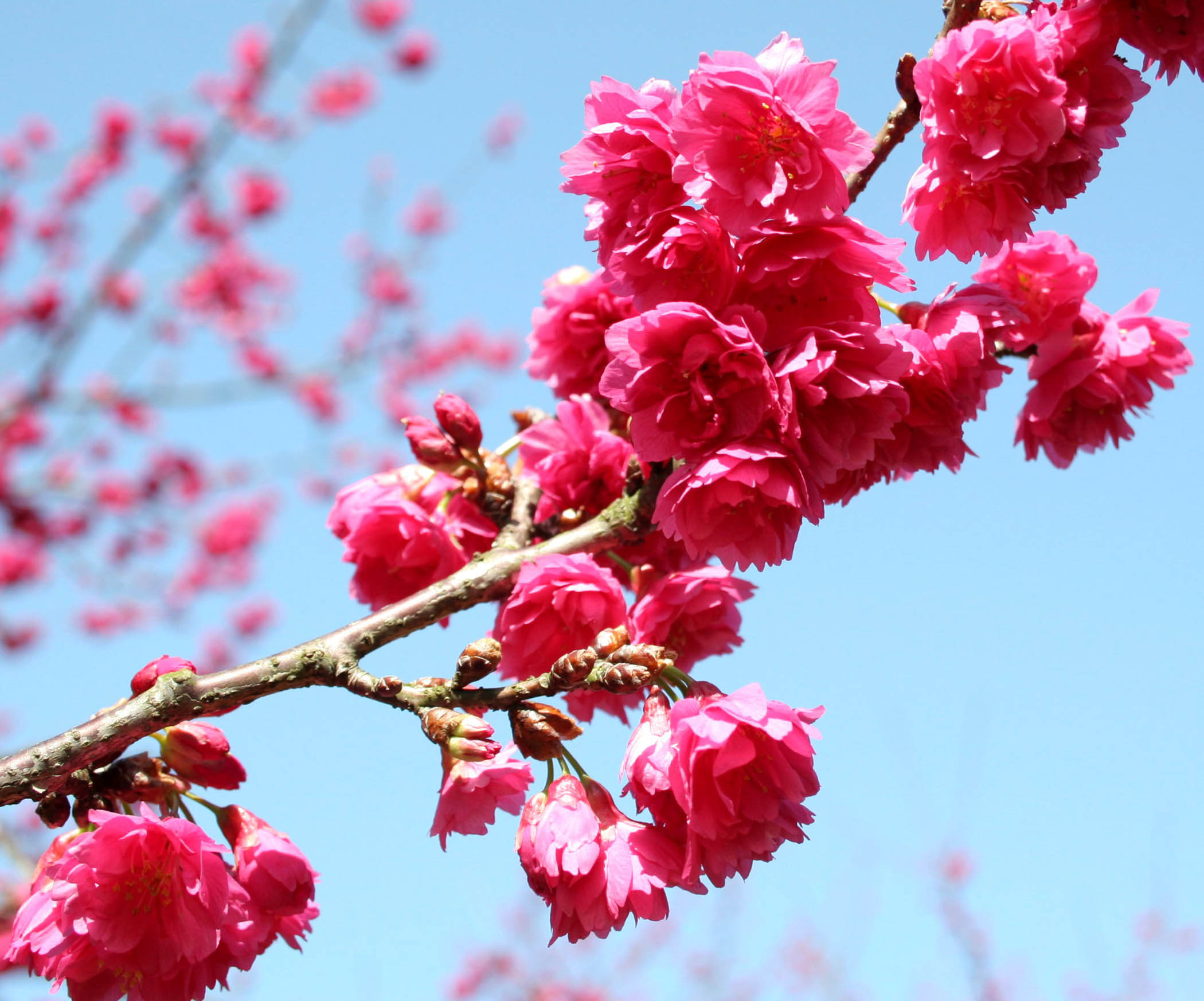 Big sakura. Отличие Сакуры от вишни.