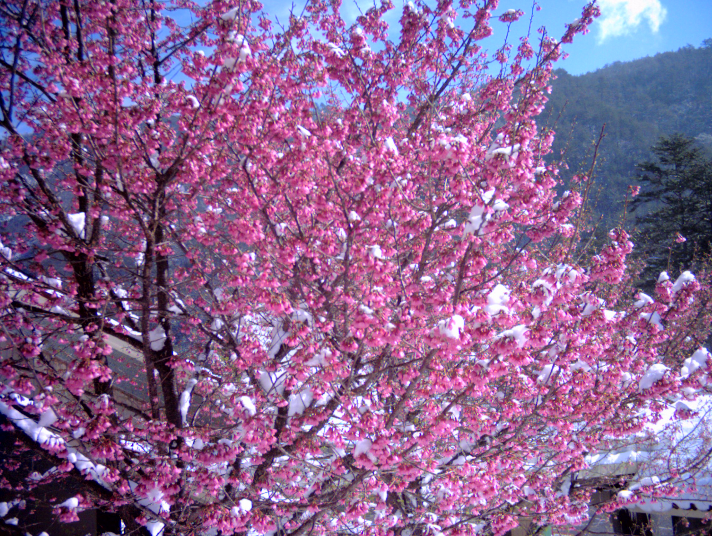 Big sakura. Миято Сакура. Сибирская Сакура. Сакура в Сибири. Сакура фото.