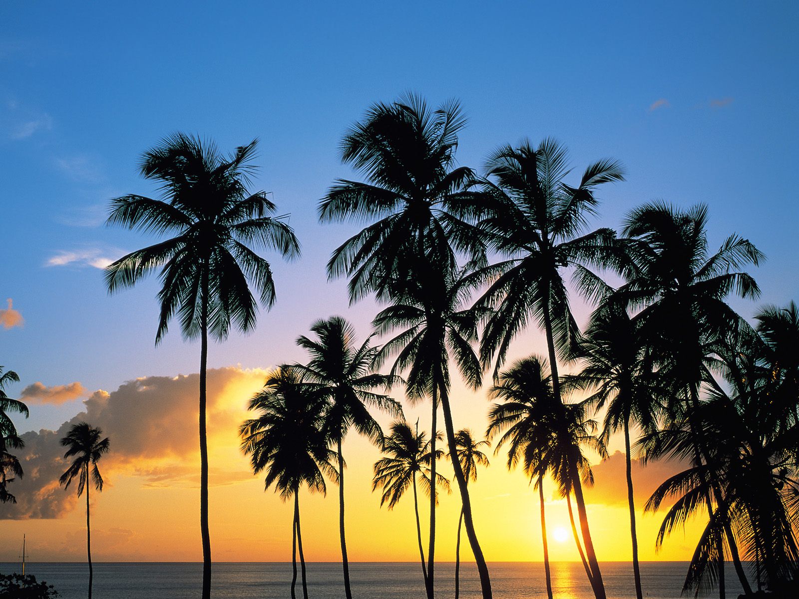 Palm Paradise, St. Lucia.