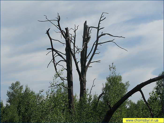 Фото чернобыль дерево