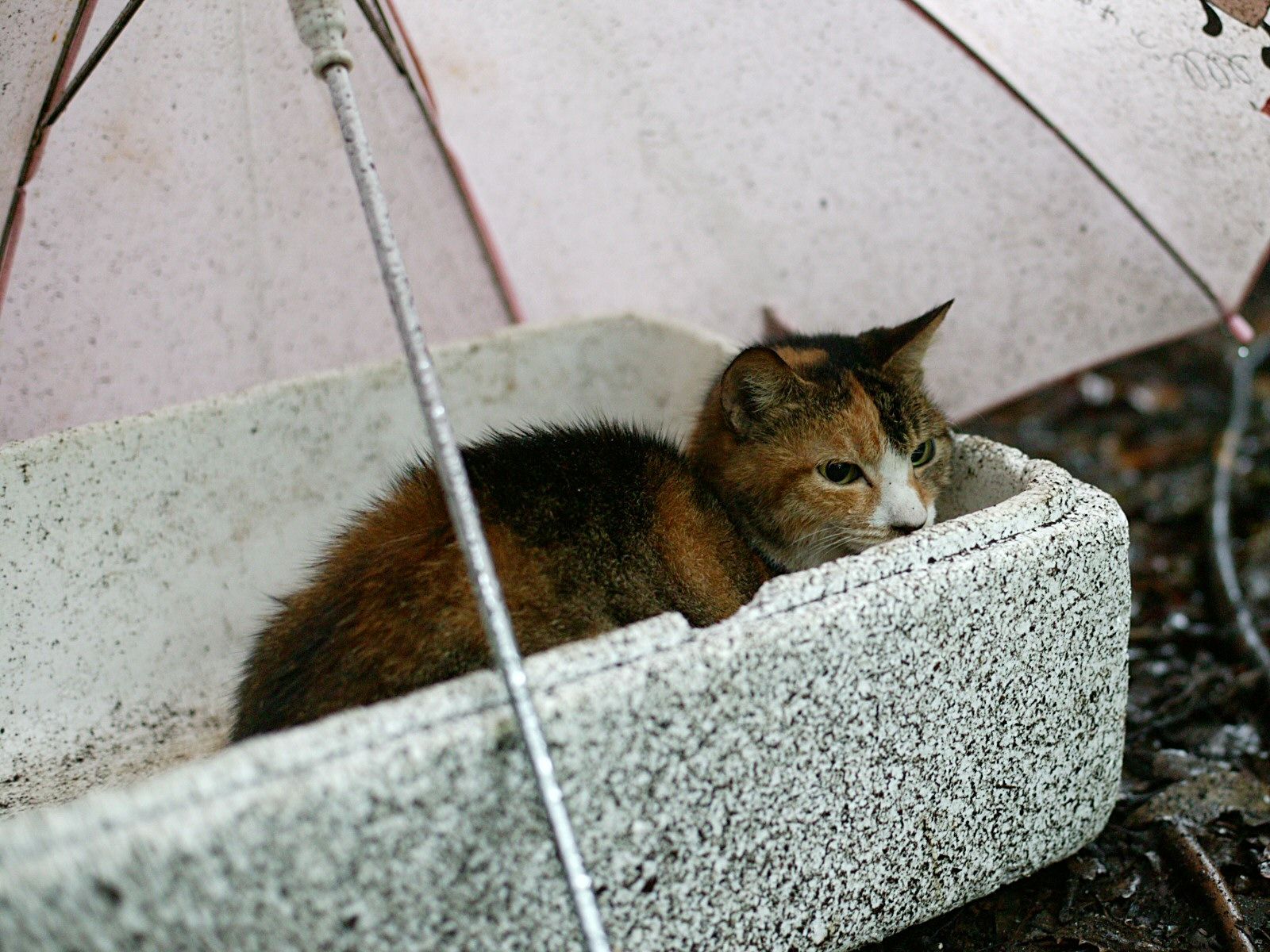 Что делать если кот уличный. Бездомные кошки. Бродячий кот. Уличный котенок. Бездомные кошки фото.