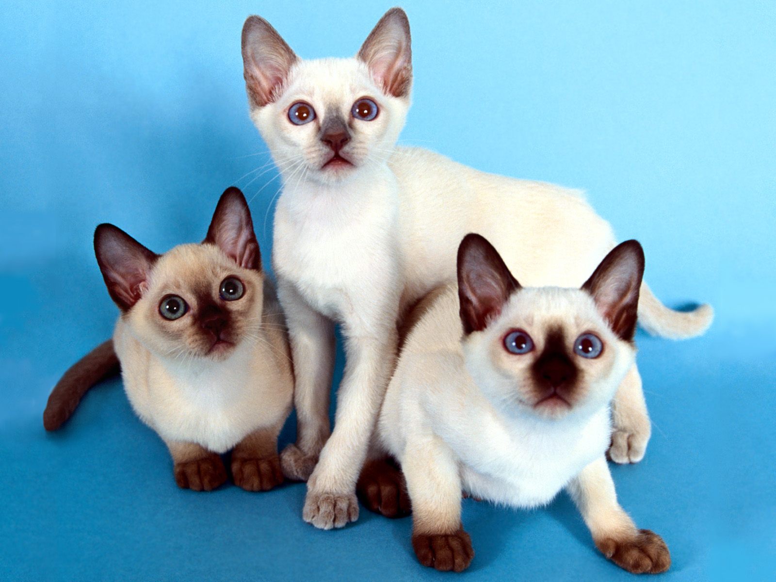 Французские породы кошек с фотографиями и названиями