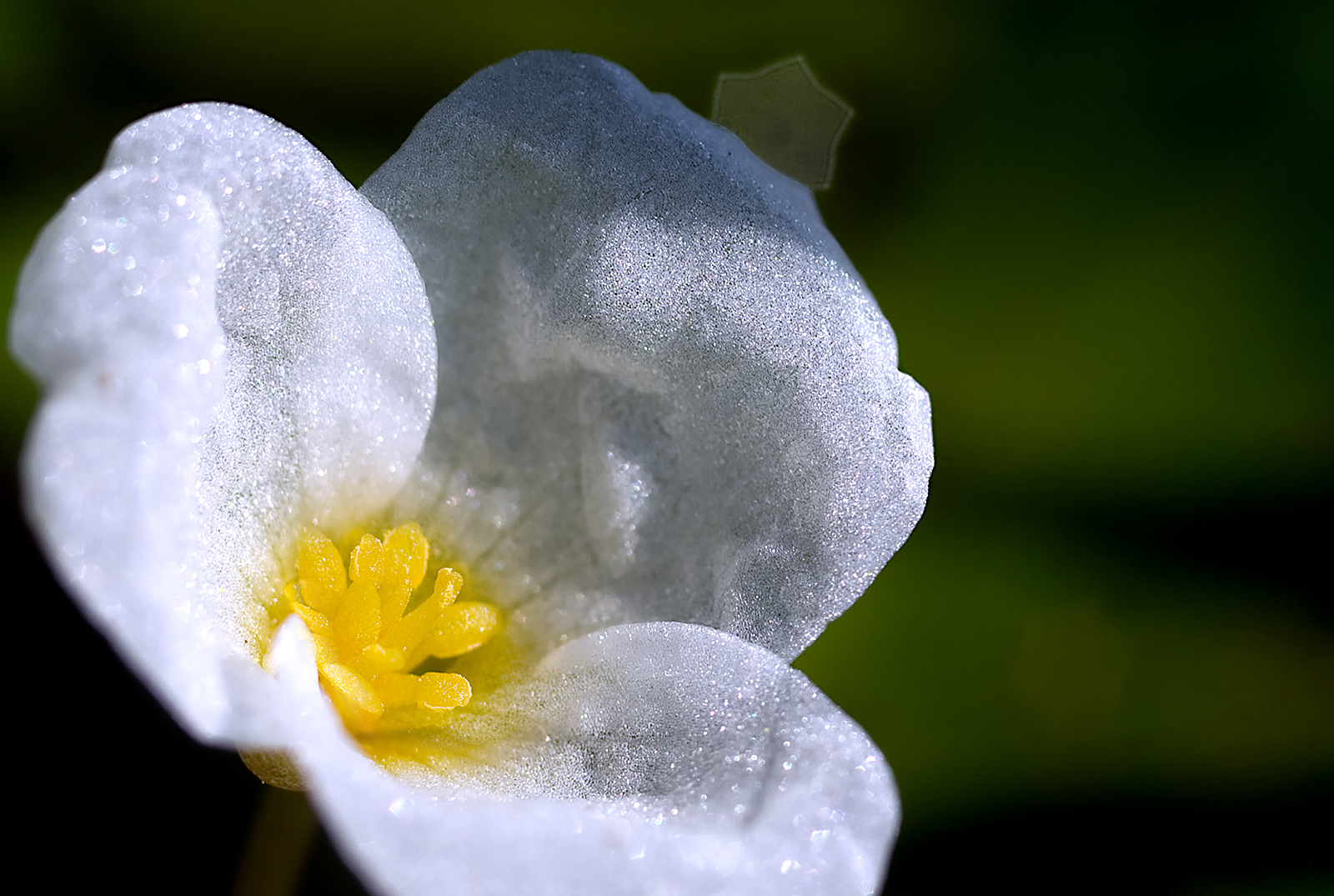 Белые почти прозрачные цветы водокраса застенчивые