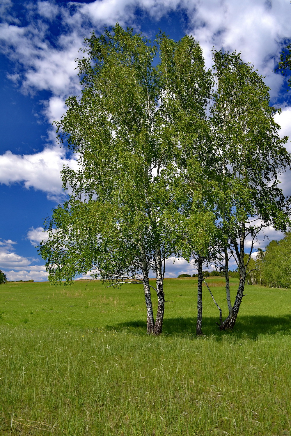 Фото березы для детей. Береза. Уральская береза дерево. Русская Березка. Якутская береза обыкновенная.