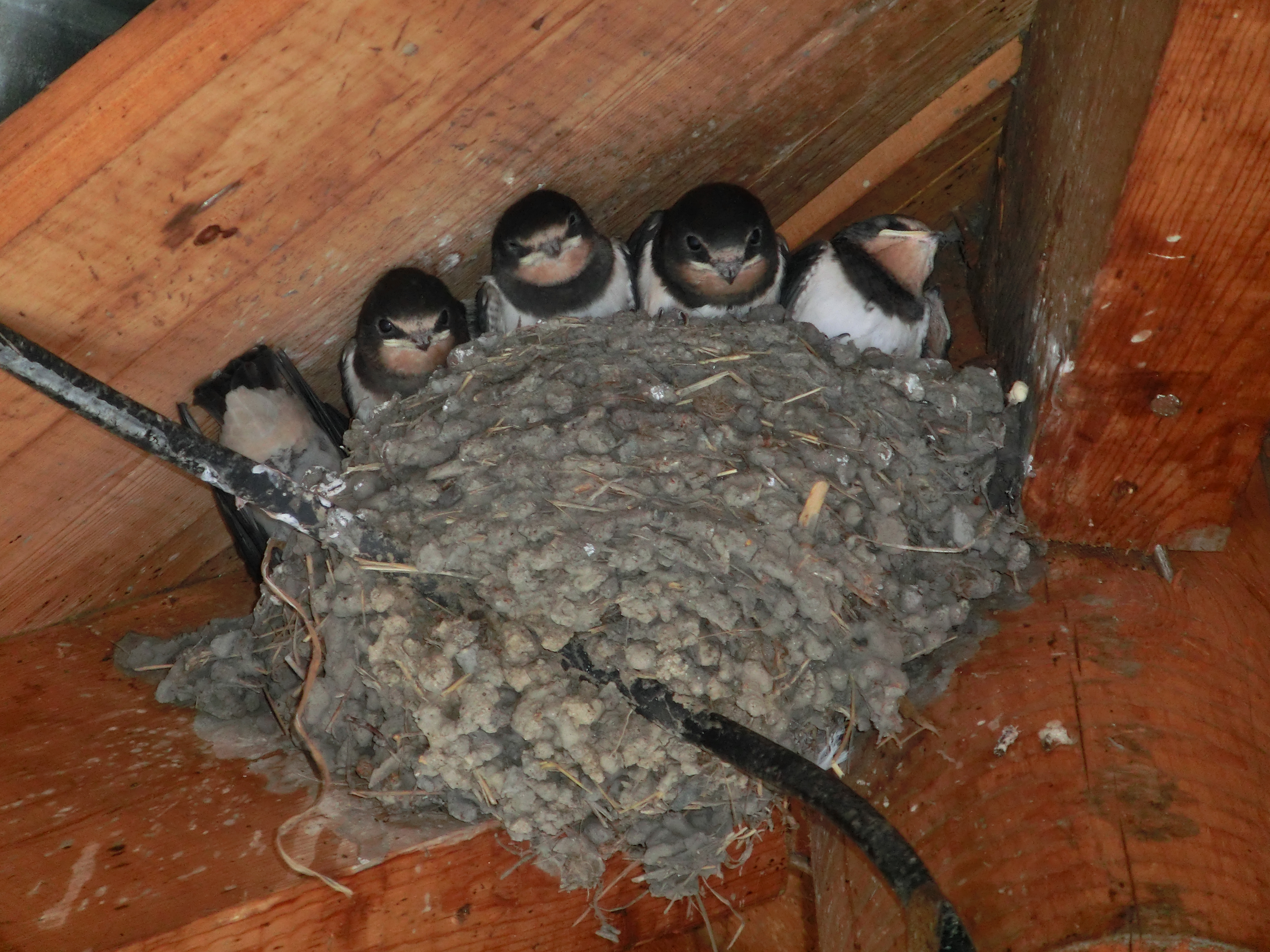 Гнезда птиц в домах. Гнездо ласточки береговушки. Ласточкино гнездо птицы. Ласточки свили гнездо. Гнездо под крышей.