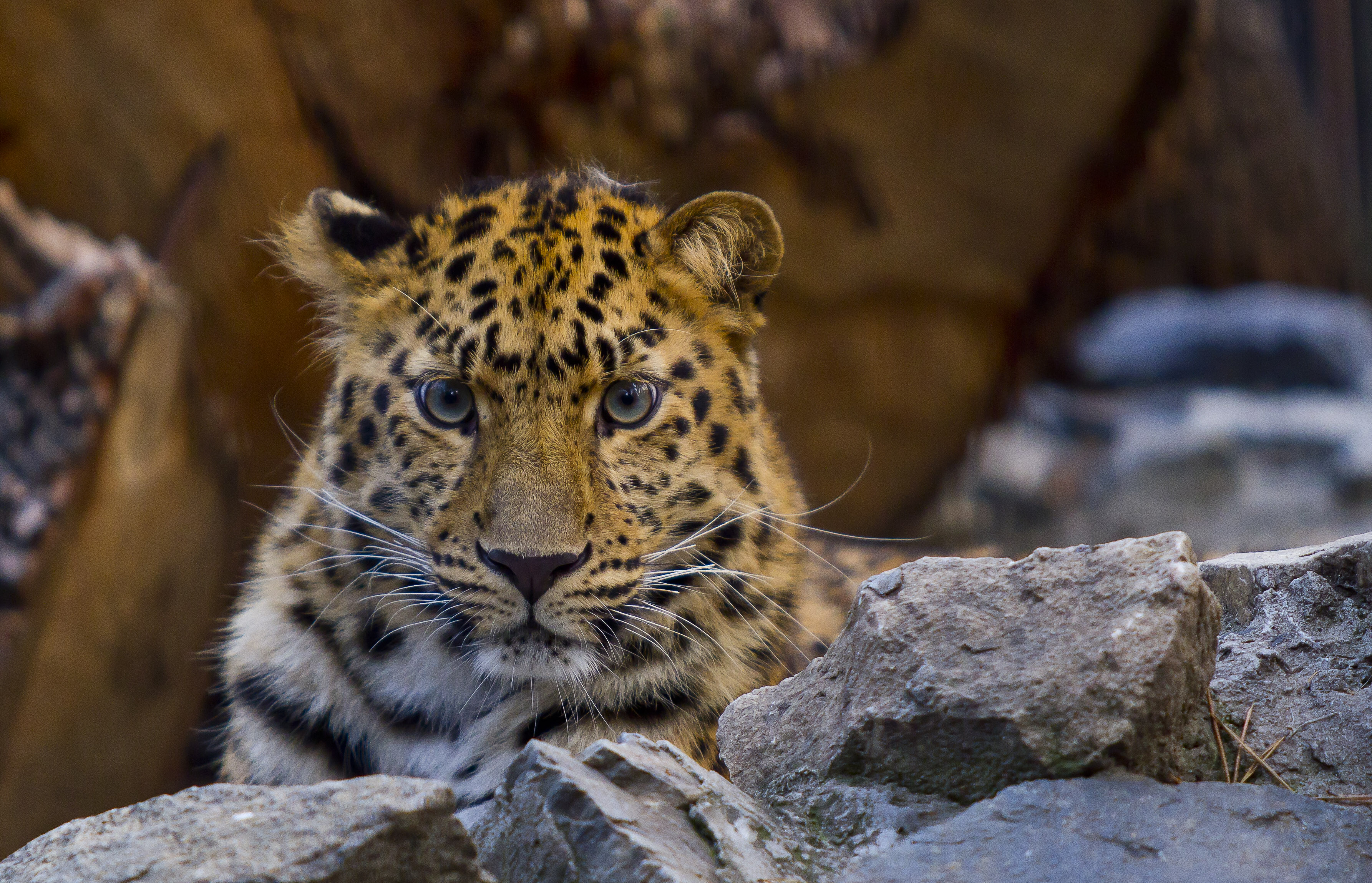 Дальневосточный леопард фото животного
