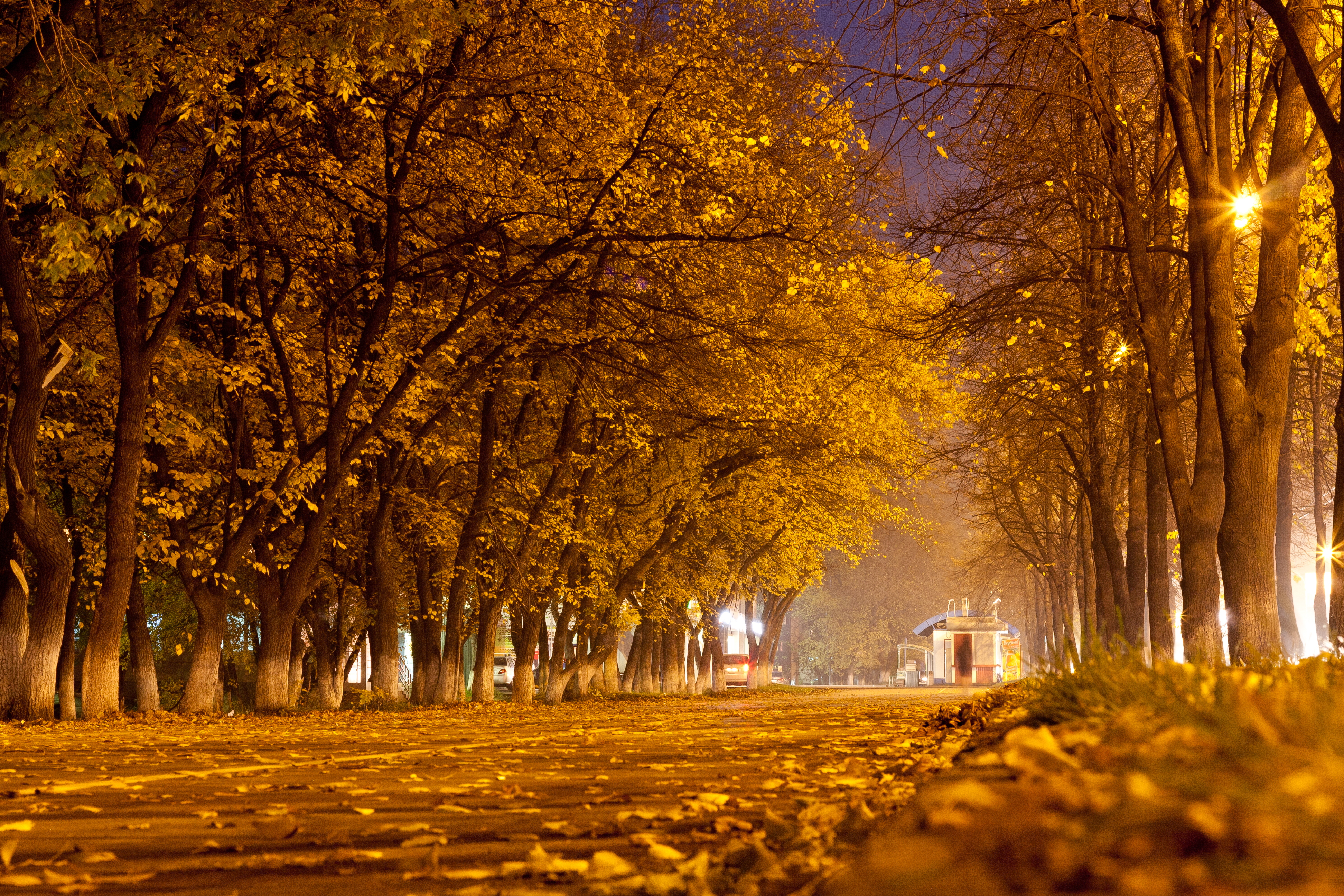 Золотая осень в Кемерово