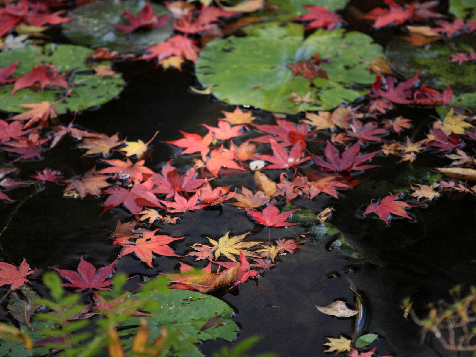 Попав в листья вода с поверхности. Осенние листья на воде. Красные листья на воде. Опавшие листья в воде. Листья в пруду.