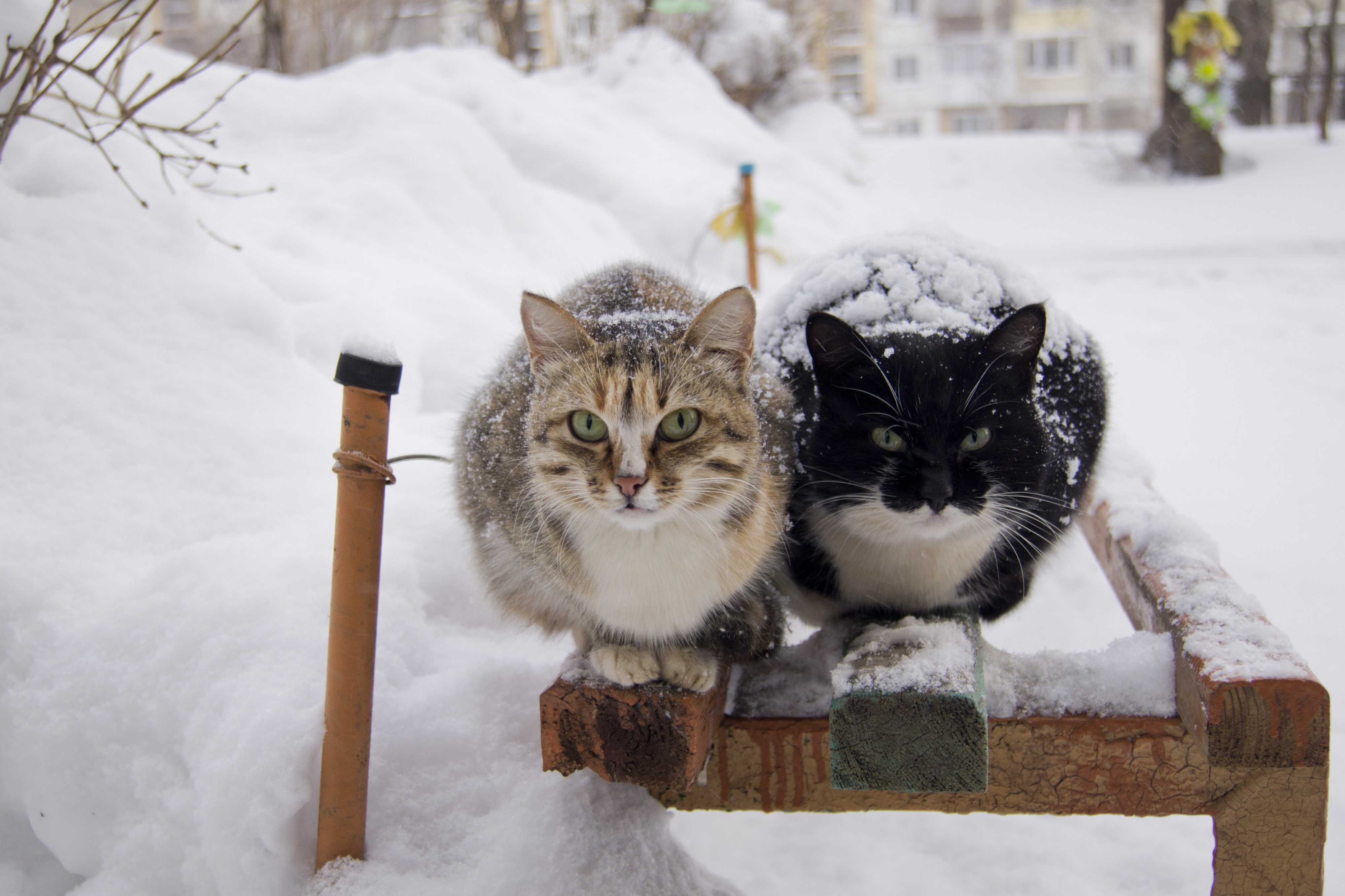 Бездомные кошки зимой