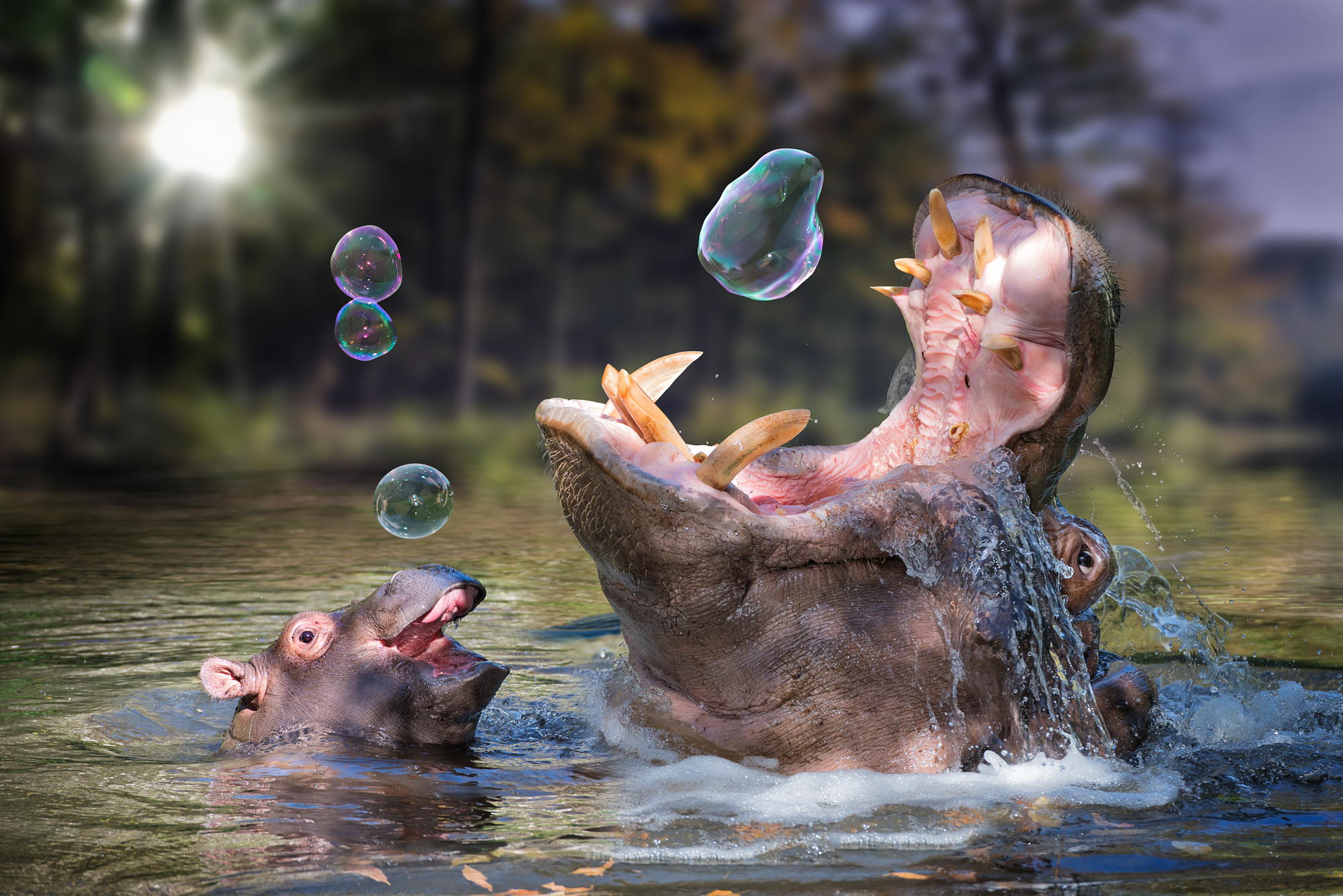 Необычные прикольные картинки. Животные в воде. Бегемот в воде. Гиппопотам в воде. Животные купаются.