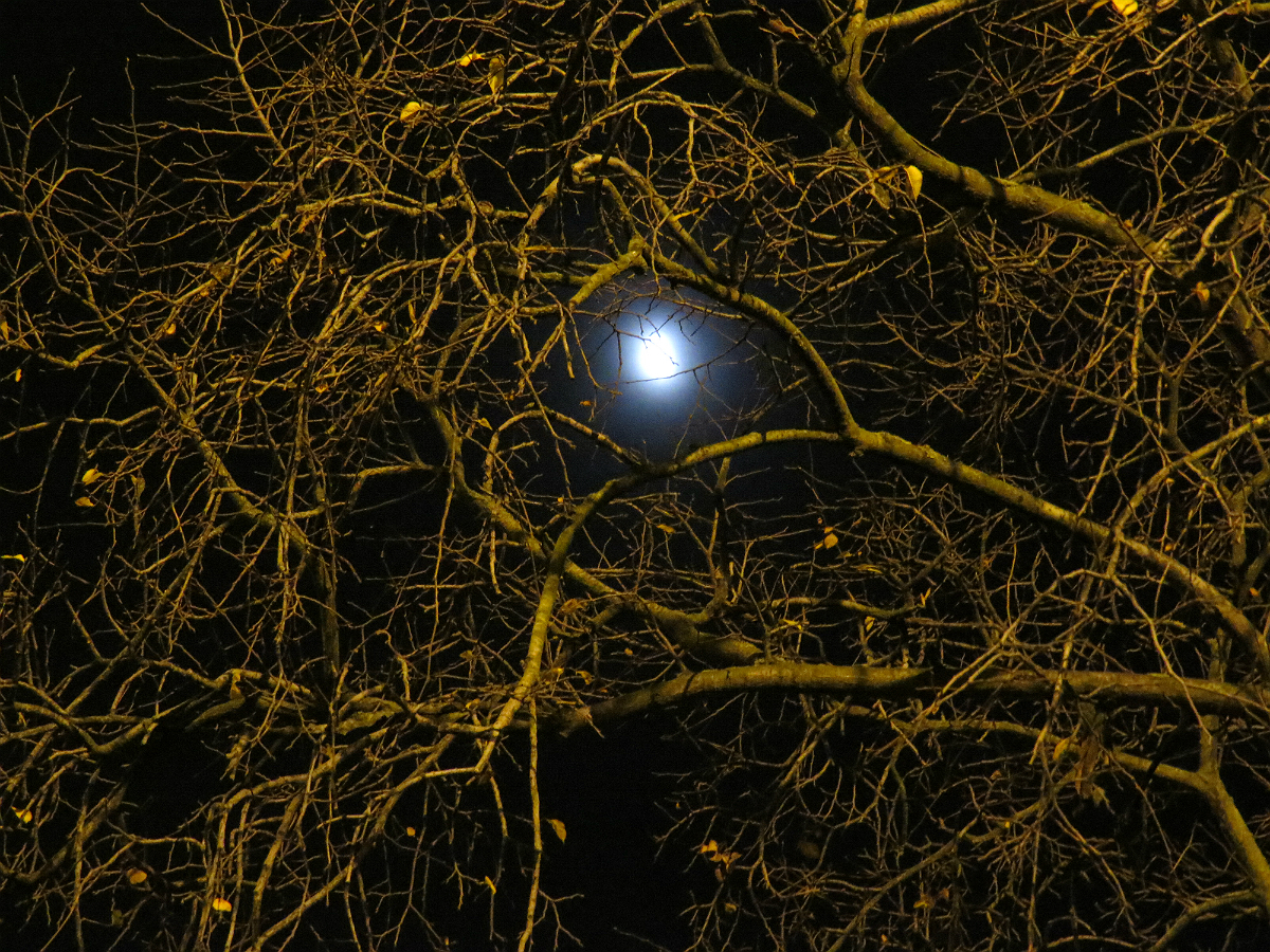 Луна сквозь деревья. Луна за деревьями. Большая Луна за деревьями. Луна за деревьями фото. Полная Луна за деревом фото.