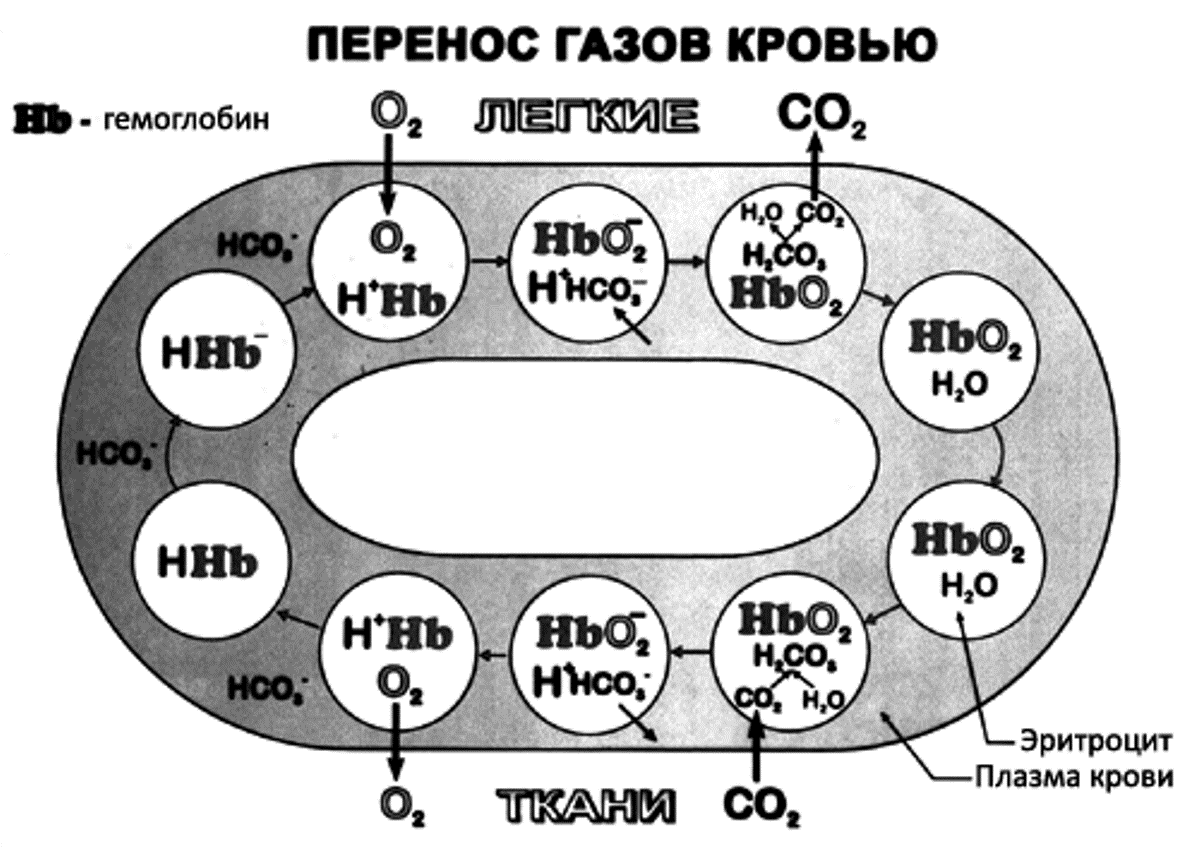 Перенос 7. Перенос гемоглобином кислорода и углекислого газа. Схема переноса кислорода и углекислого газа гемоглобином. Перенос кислорода гемоглобином схема. Схема переноса углекислого газа кровью.