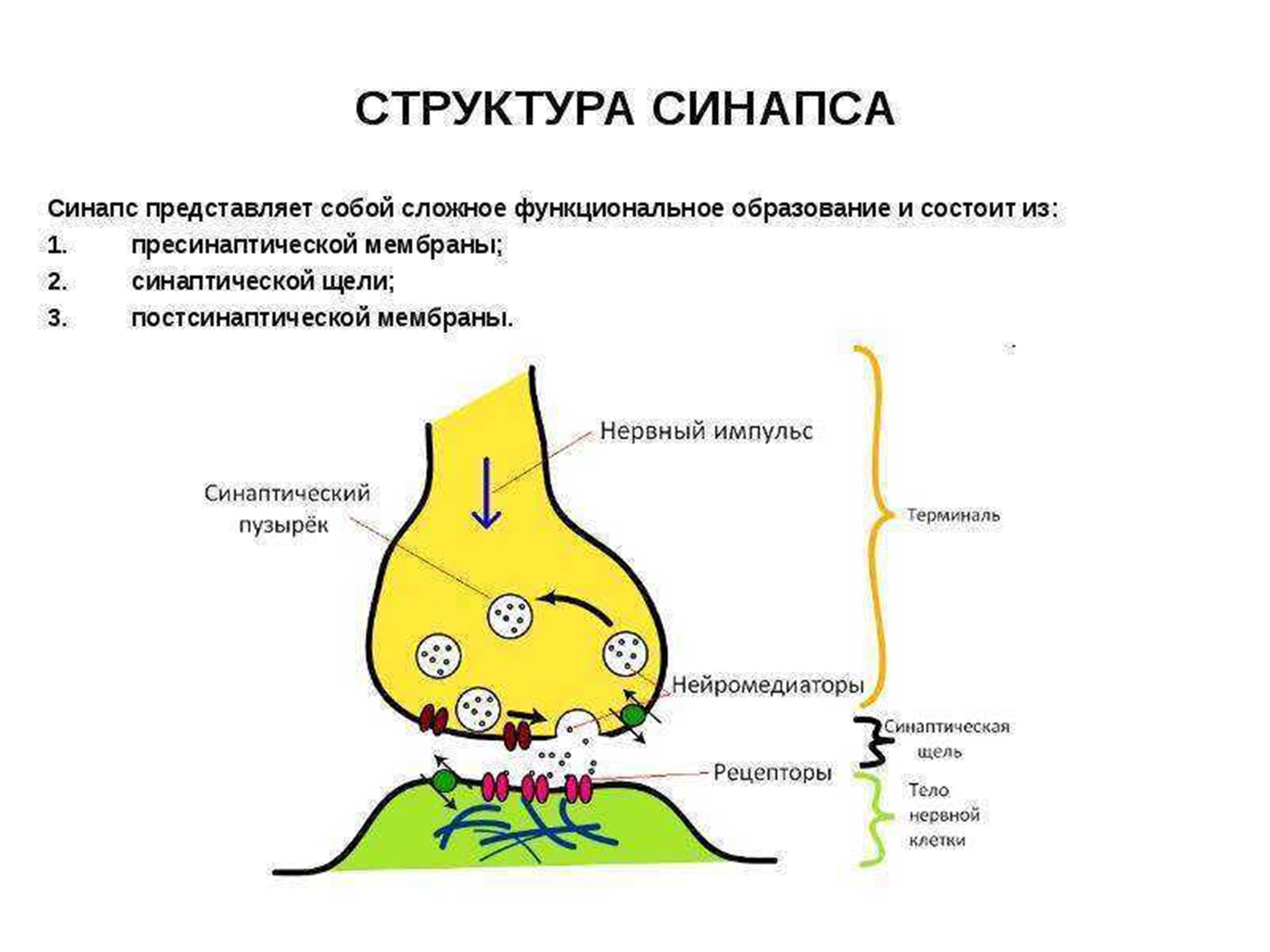 Строение синапса картинка