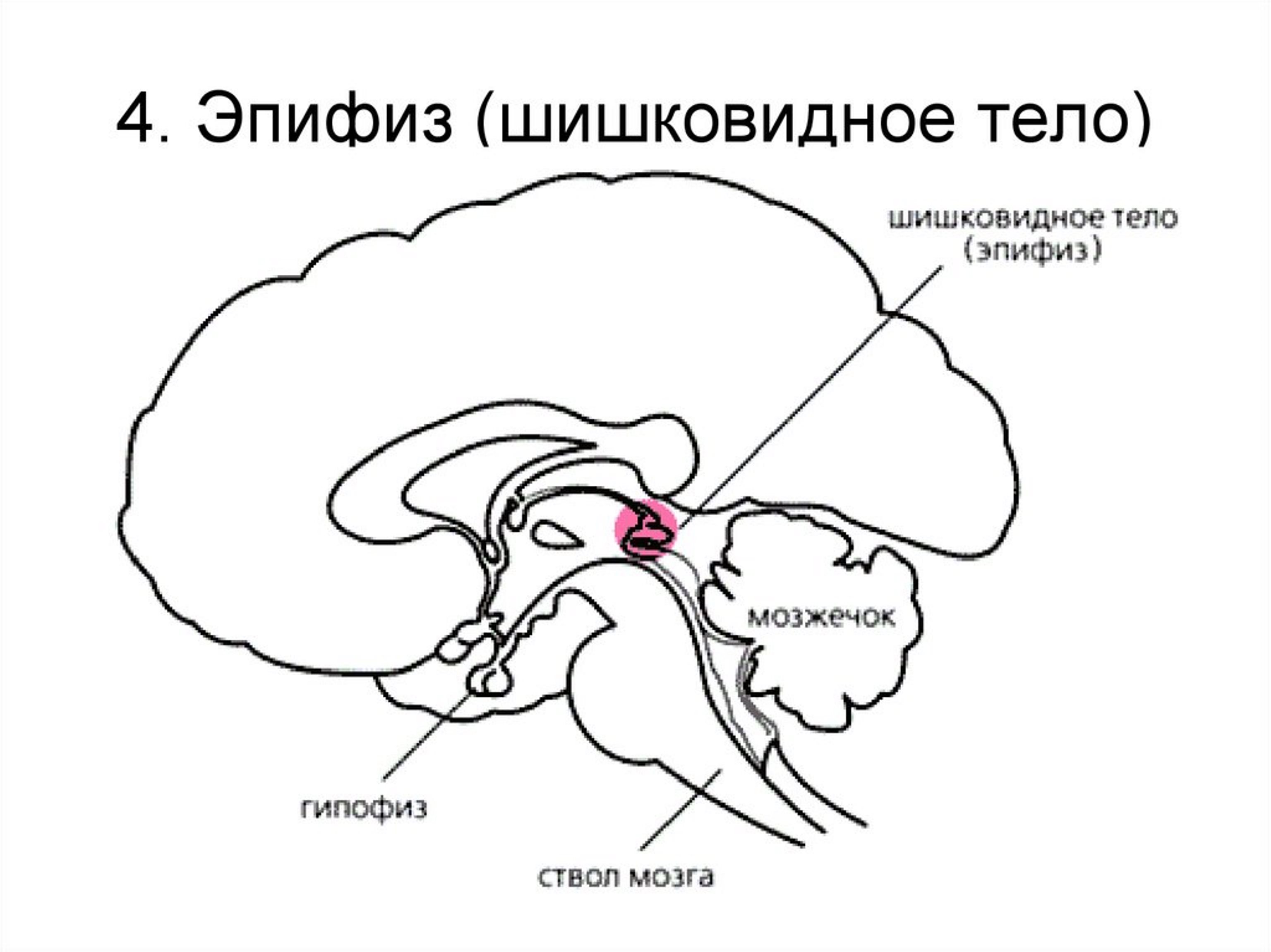 Гипофиз у животных. Шишковидная железа схема расположения. Строение головного мозга эпифиз. Эпифиз шишковидная железа строение. Гипофиз и эпифиз строение.
