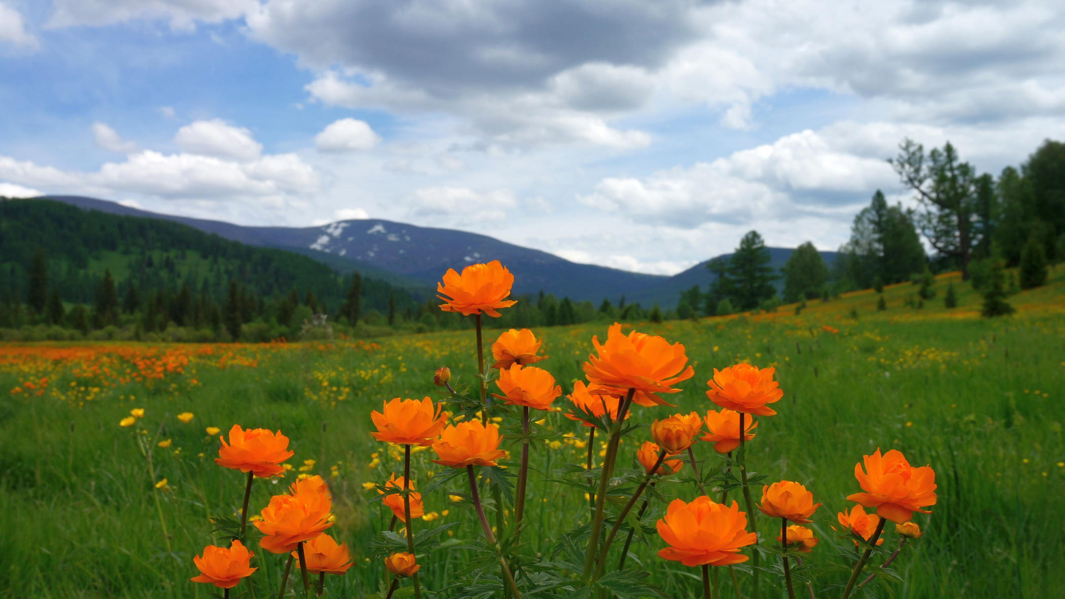 Купальница алтайская фото